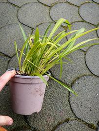 falangio , nastrino ,pianta ragno variegata o verd