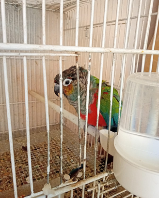 Pirru perlato