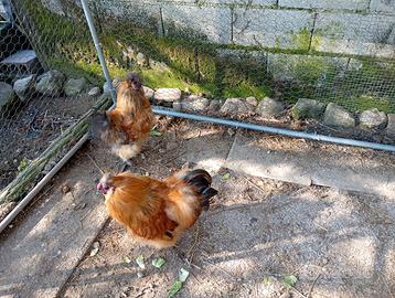 Disponibili galli moroseta