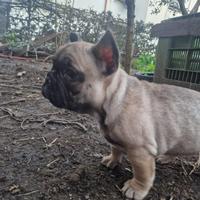 Bulldog Bouldogue buldog bul dog francese