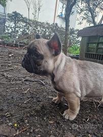 Bulldog Bouldogue buldog bul dog francese