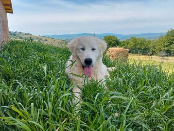 Pastore abruzzese