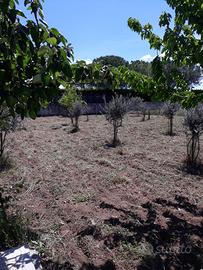 Terreno agricolo