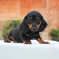 Cucciolo di Bassotto NANO