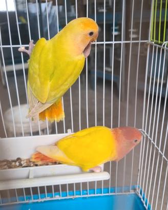 Inseparabile