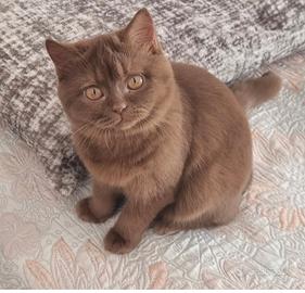 British shorthair