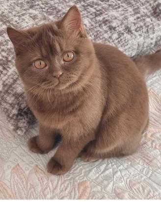 British shorthair