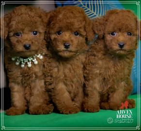 Barboncino maschieti femmine toy