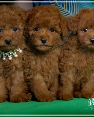 Barboncino maschieti femmine toy