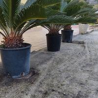 pianta di cycas in vaso 24