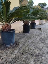 pianta di cycas in vaso 24