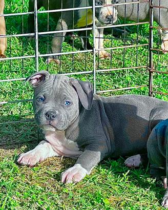 Amstaff blu occhi blu pedigree enci