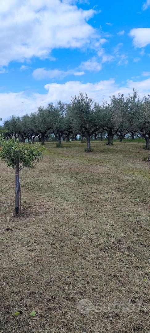 terreno con uliveto - Vista 3