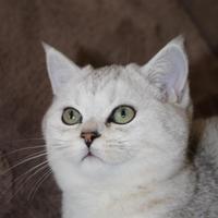 Maschietti BRITISH SHORTHAIR