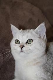 Maschietti BRITISH SHORTHAIR