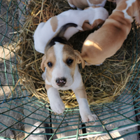 Cuccioli di beagle