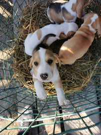 Cuccioli di beagle