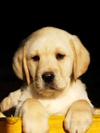 Labrador retriever cuccioli miele femmine