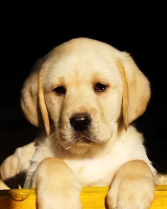 Labrador retriever cuccioli miele femmine