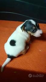 Cuccioli jack russel