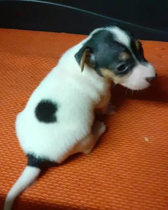 Cuccioli jack russel