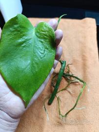 1 talea di  Monstera  con  una radice