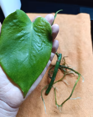 1 talea di  Monstera  con  una radice