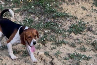 Cane da caccia beagle