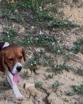 Cane da caccia beagle