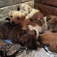 Cuccioli di cane