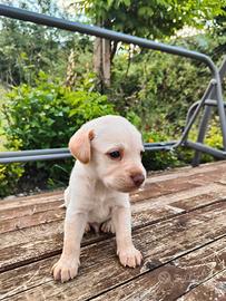 Regalasi cuccioli di labrador meticcio