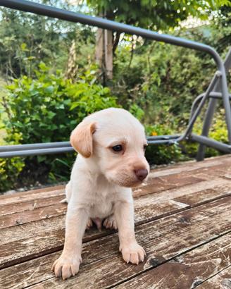 Regalasi cuccioli di labrador meticcio