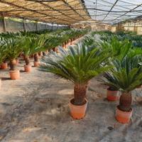 Piante di cycas