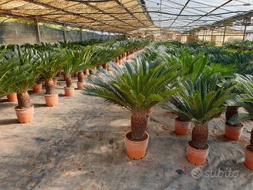 Piante di cycas