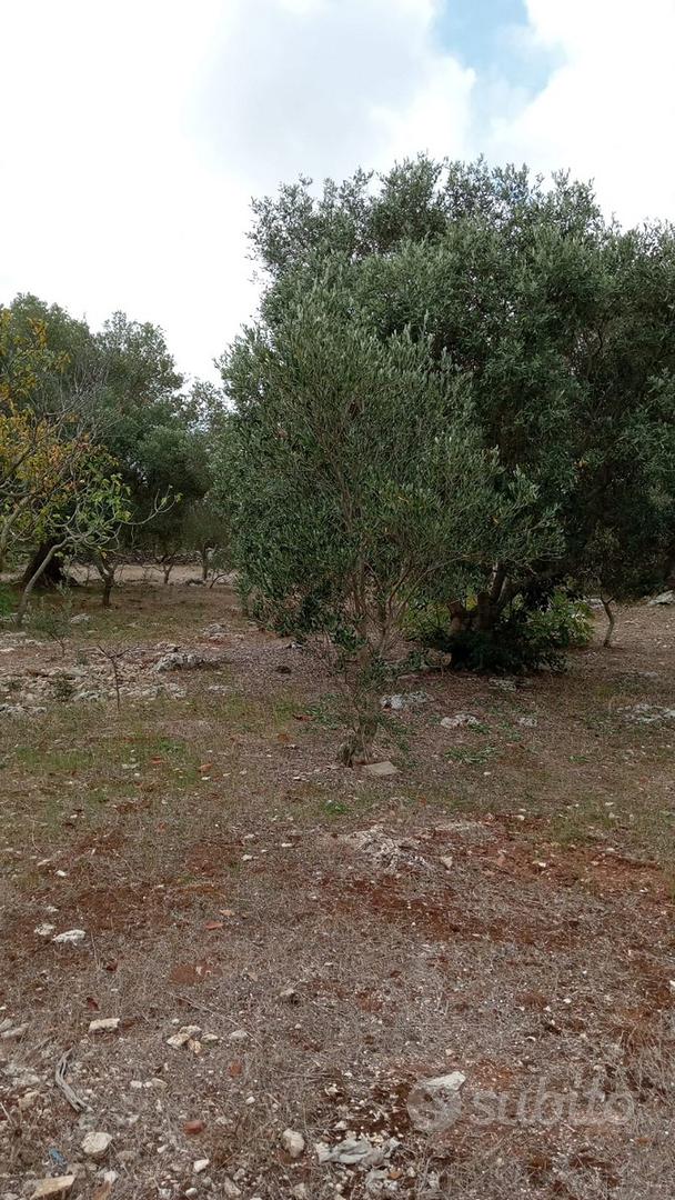 Terreno rustico in agro di Martina Franca - Vista 3