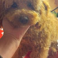 Barboncino medio albicocca