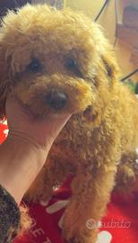 Barboncino medio albicocca