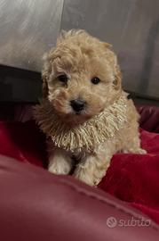 Barboncini albicocca fulvi tre mesi circa