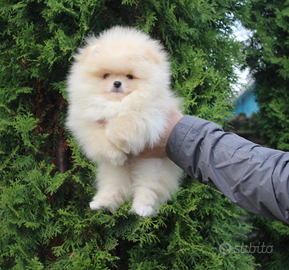 Spitz di Pomerania nano