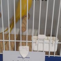Parrocchetto dal collare