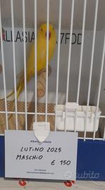 Parrocchetto dal collare