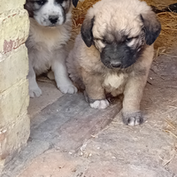 Cucciolo di 2 mesi di razza " pastore dei Balcani