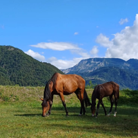 Puledro salto ostacoli