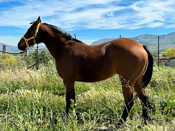 Cavalla purosangue inglese