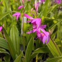 Orchidea terricola-Bletilla striata albomarginata