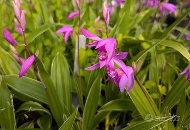 Orchidea terricola-Bletilla striata albomarginata