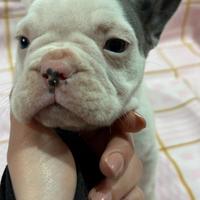 Bulldog francese