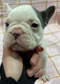 Bulldog francese