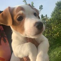 Cuccioli di jack russell