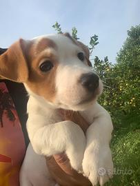 Cuccioli di jack russell